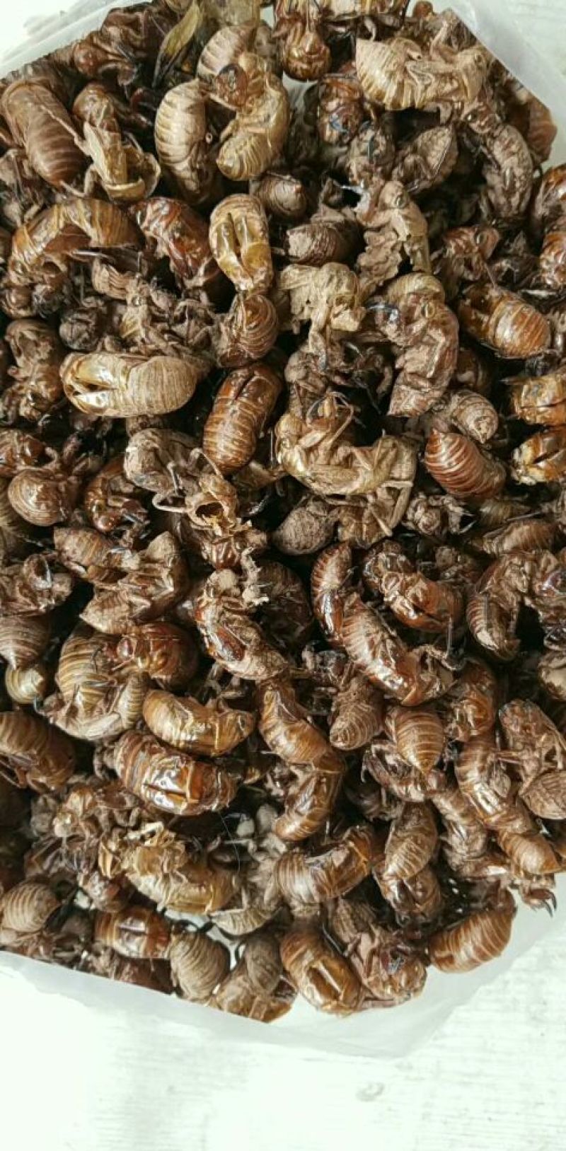 【精品】蝉蜕统货，产地直供，可视频看货，量大从优