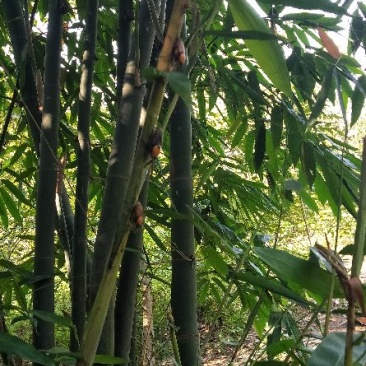笋子虫