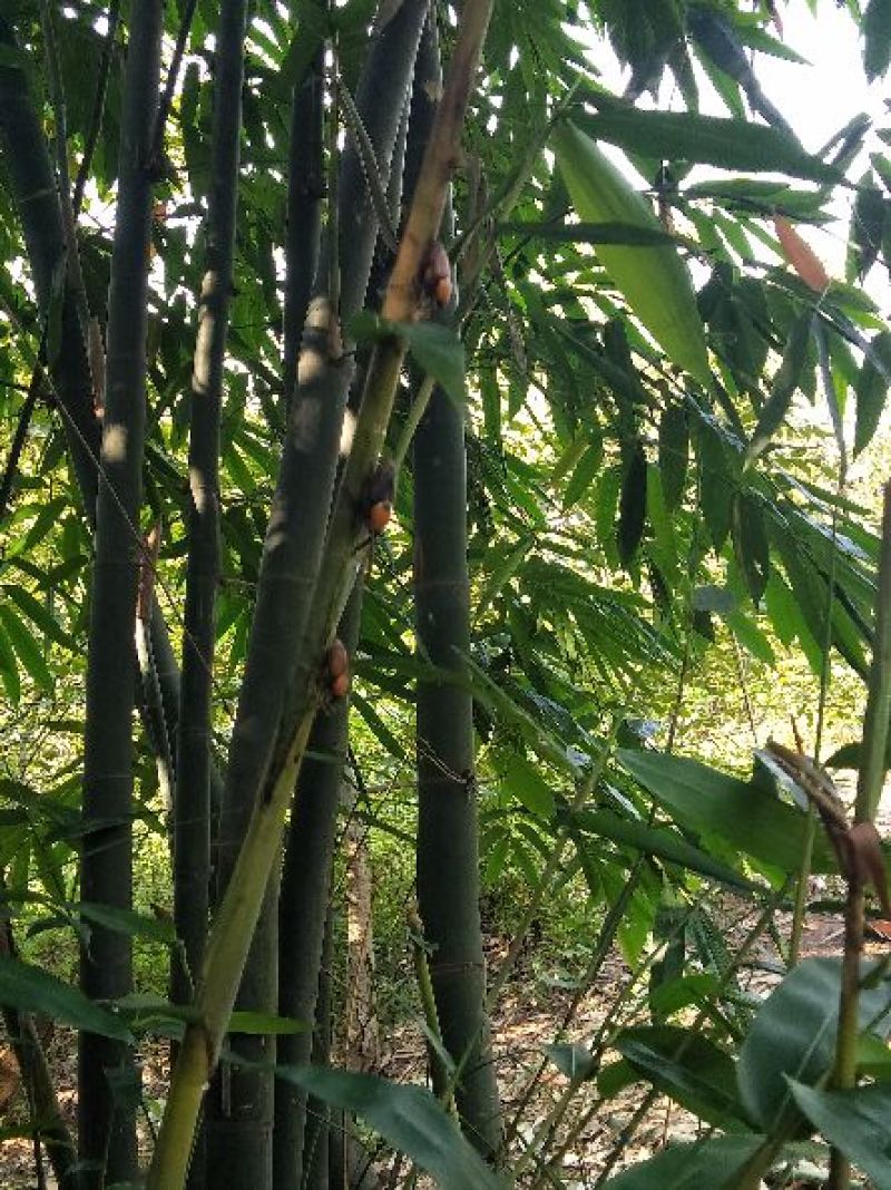 笋子虫