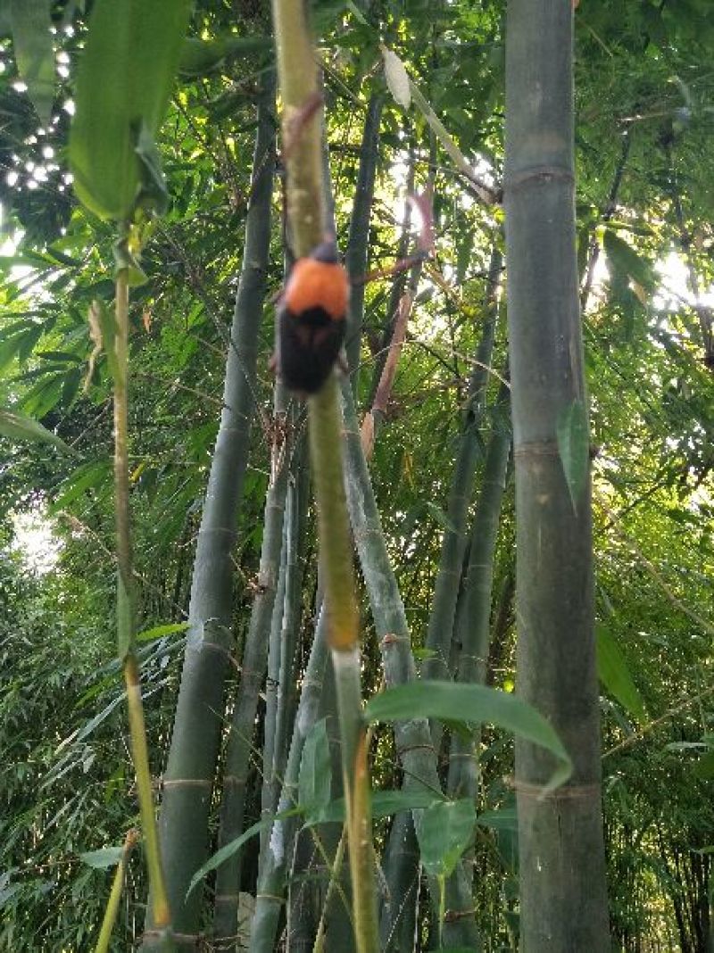 笋子虫