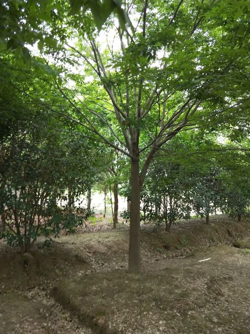 榉树