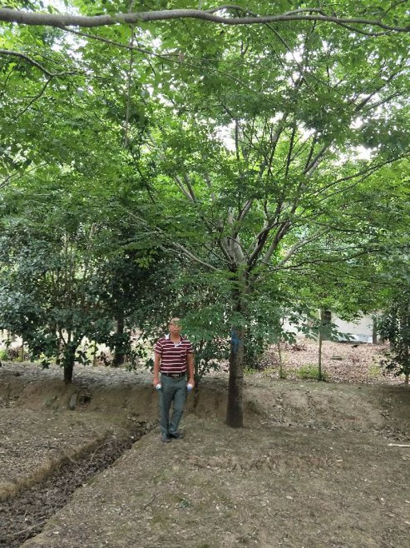 榉树