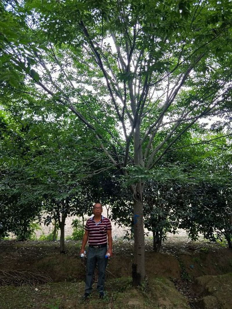 榉树