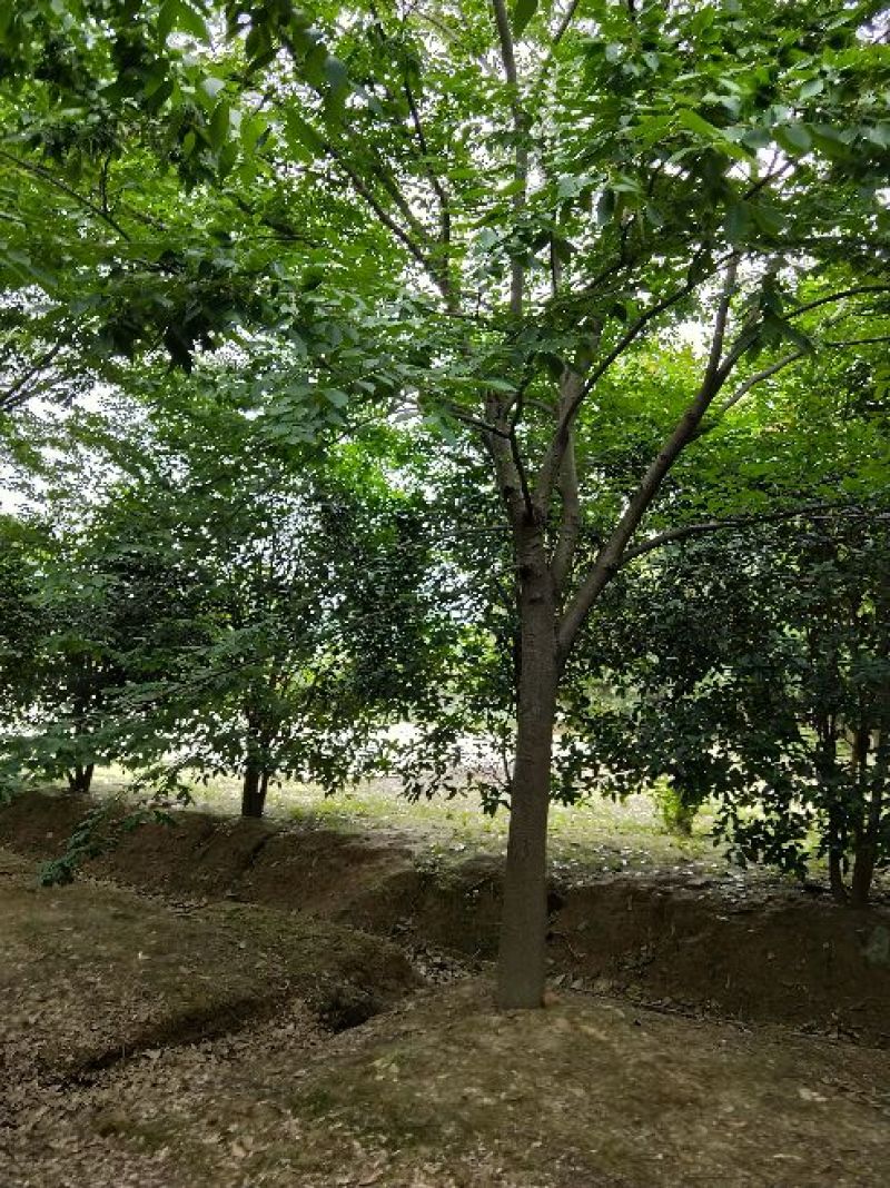 榉树