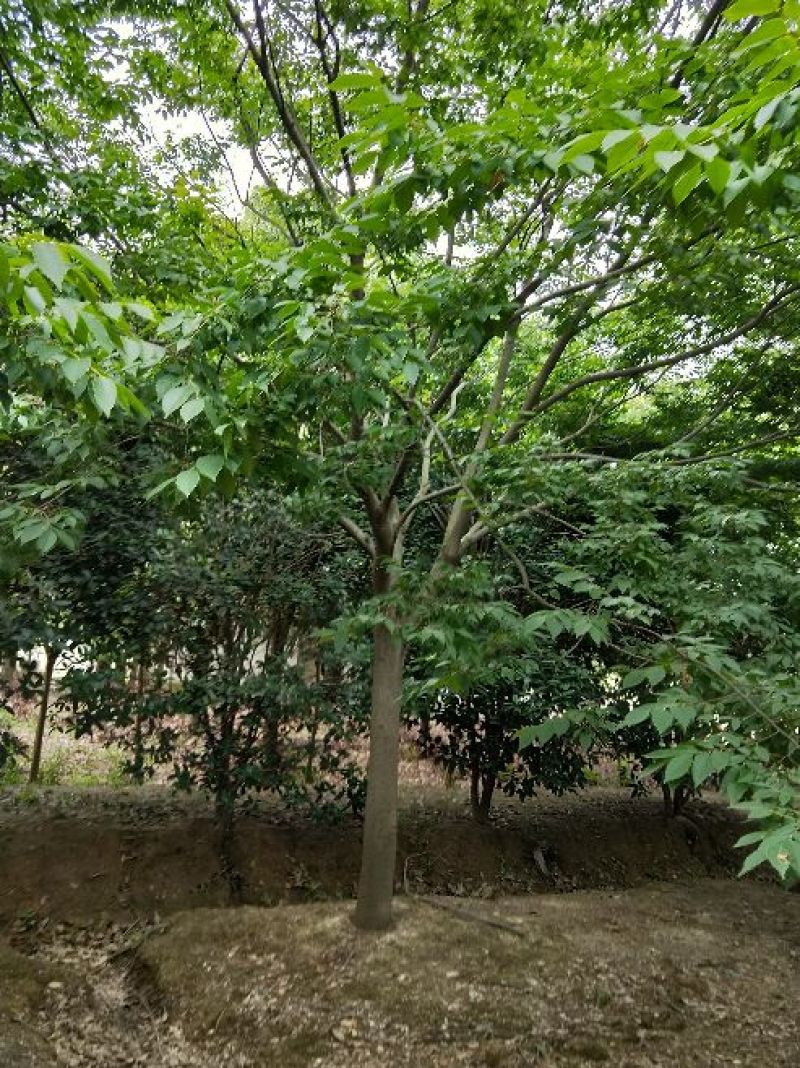 榉树