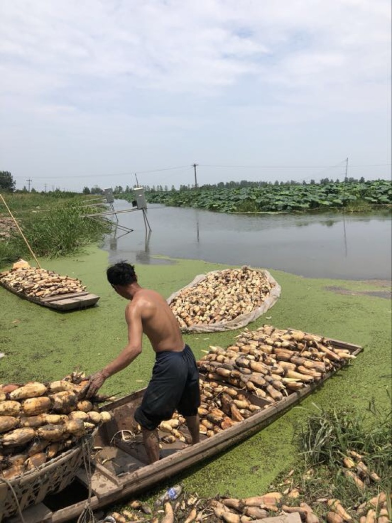 莲藕7~9厘米10~15厘米以上