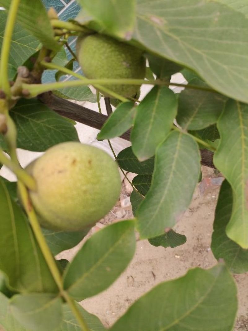 核桃树