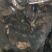 5到8厘米大野生灵芝
