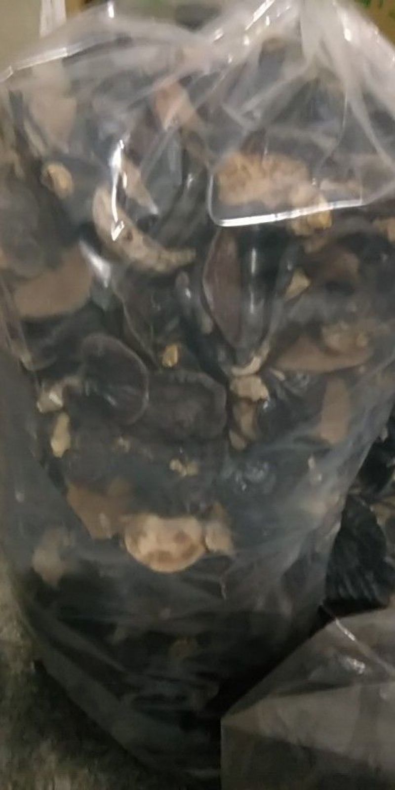 5到8厘米大野生灵芝
