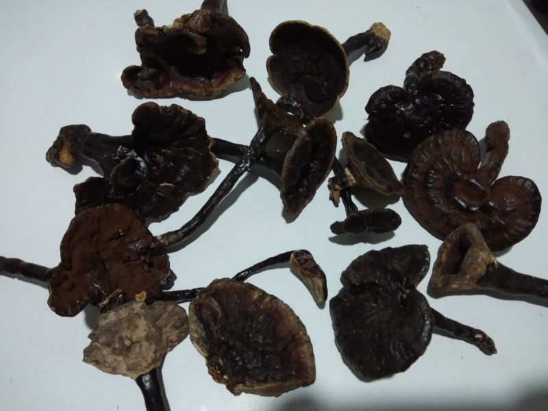 5到8厘米大野生灵芝