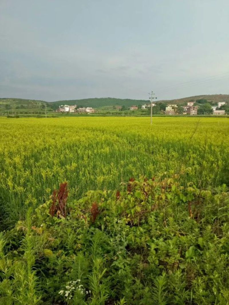 高产5年黄花菜种苗快递包邮100棵起！量大价格优惠