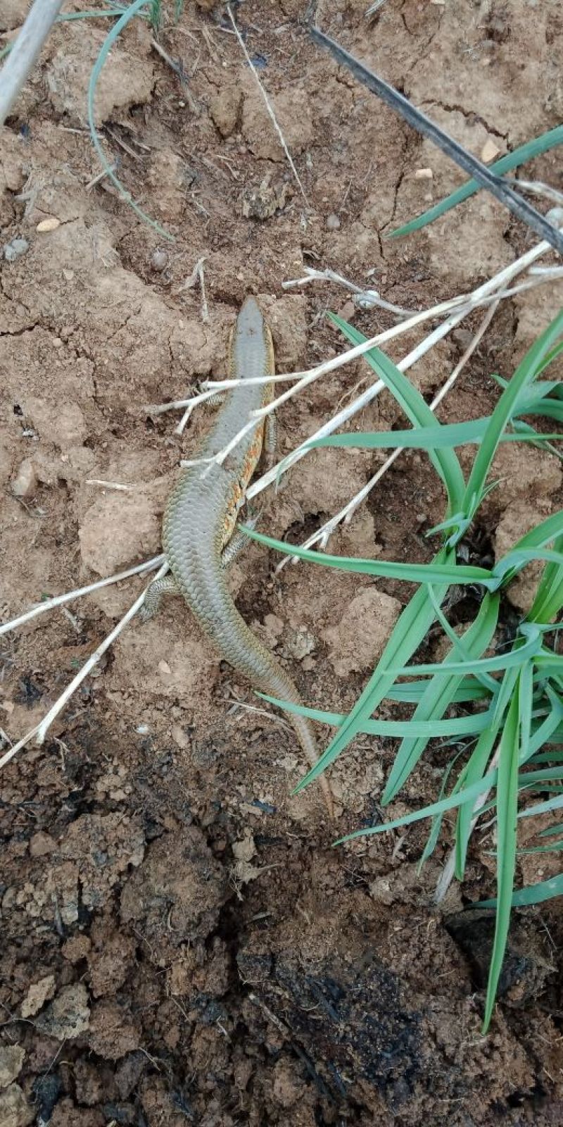 高产5年黄花菜种苗快递包邮100棵起！量大价格优惠