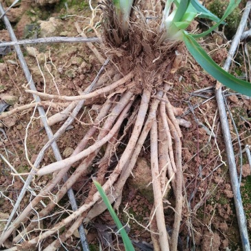 高产5年黄花菜种苗快递包邮100棵起！量大价格优惠