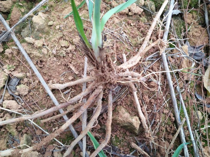 高产5年黄花菜种苗快递包邮100棵起！量大价格优惠