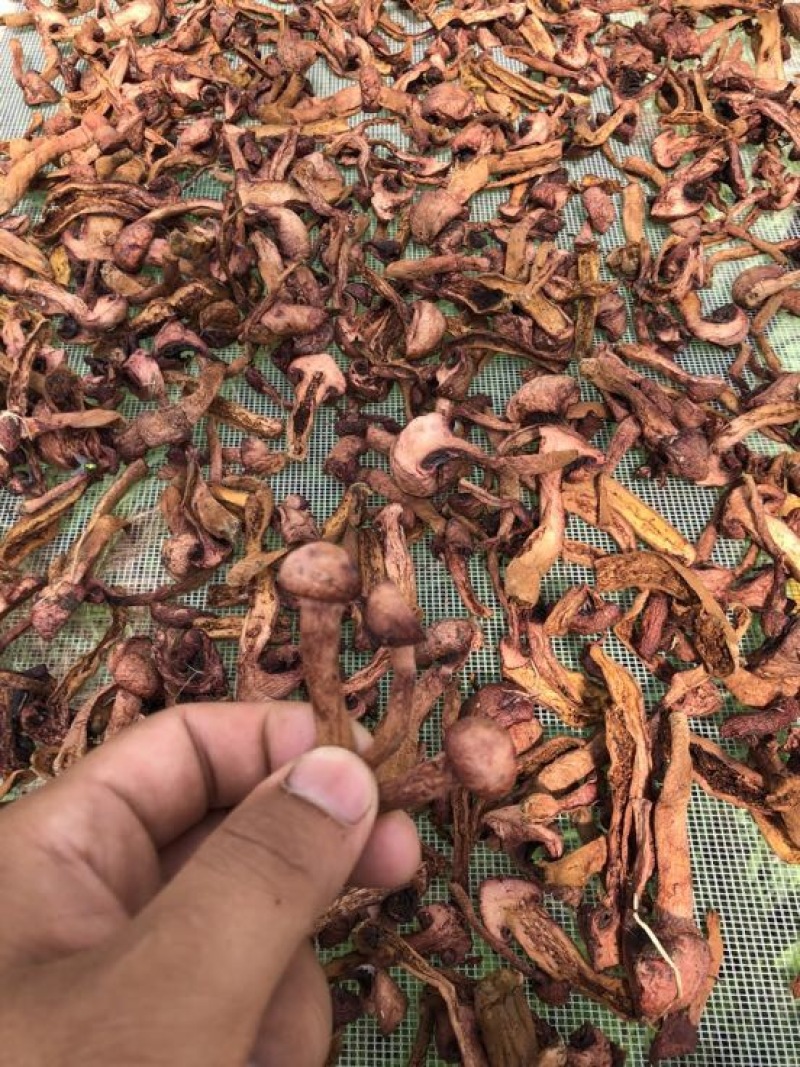 松蘑特级