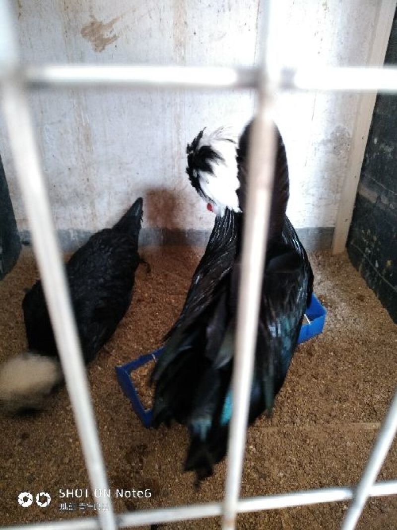 精品观赏鸡婆罗门帽子鸡长尾鸡