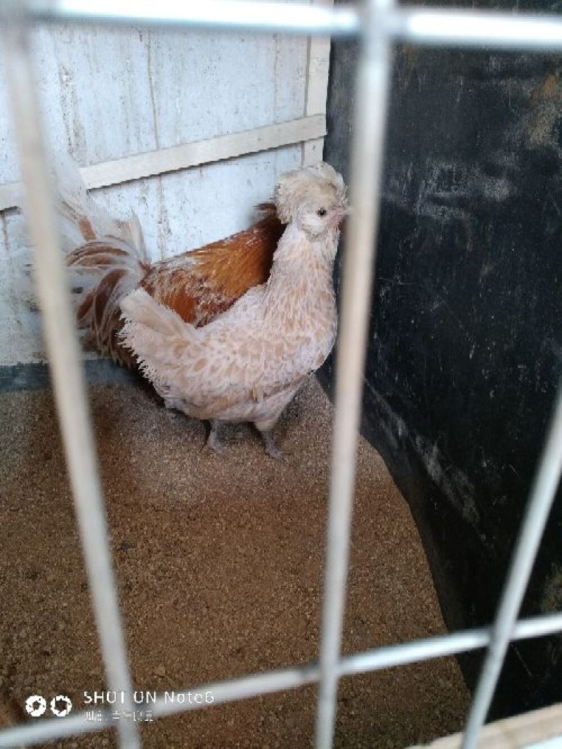 精品观赏鸡婆罗门帽子鸡长尾鸡