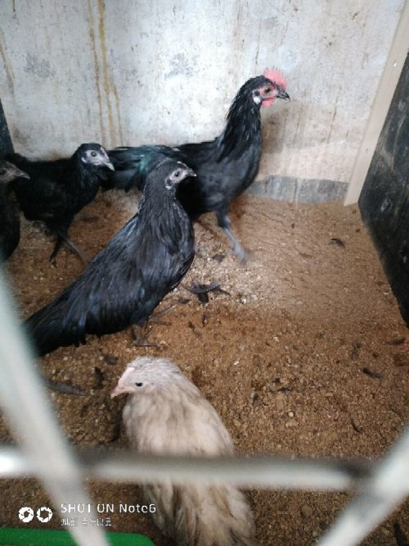 精品观赏鸡婆罗门帽子鸡长尾鸡