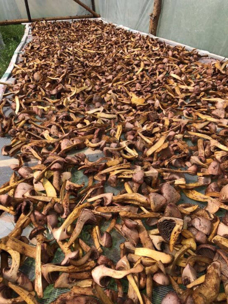松蘑特级