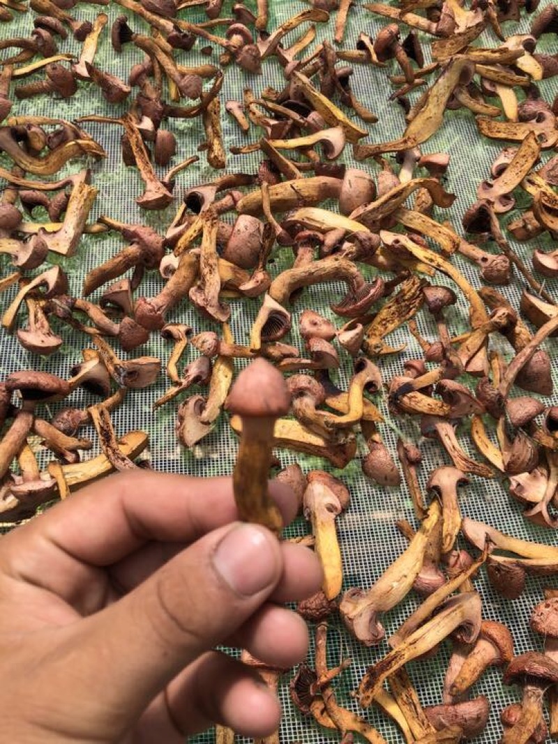 松蘑特级