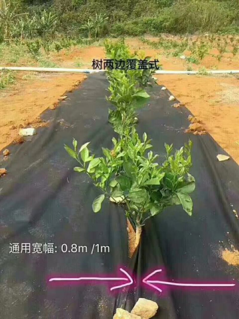 厂里直销带孔防草地布，防草地膜！！！