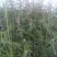 益母草
