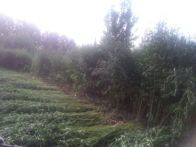 益母草