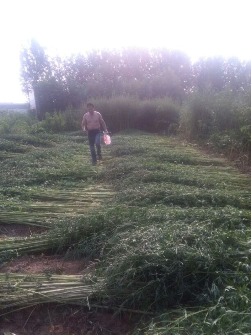 益母草