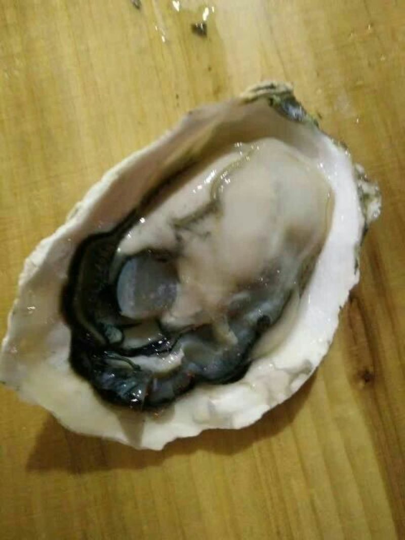 漳州产地供应生蚝5只/斤大量供应