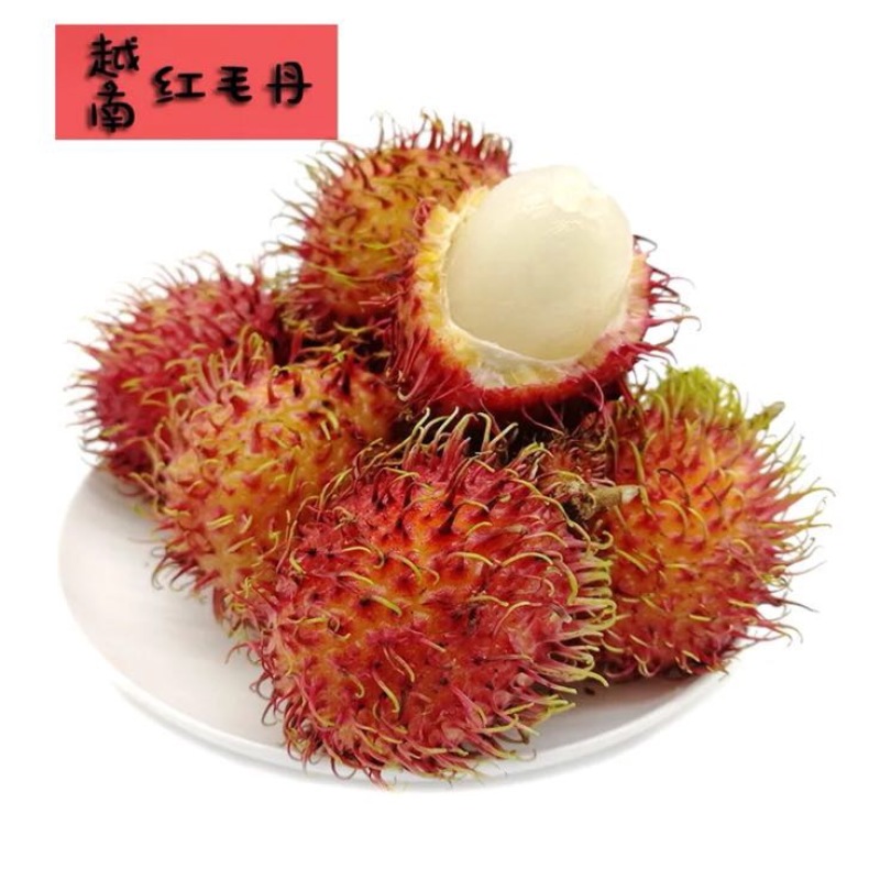 毛丹1.5cm以下