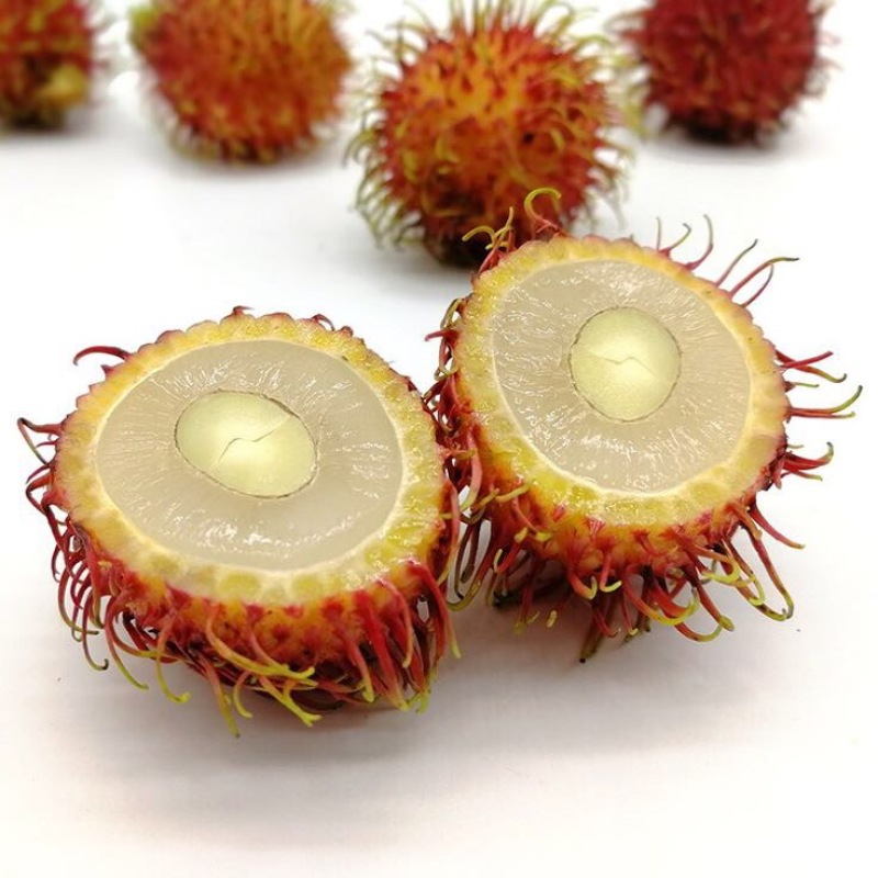毛丹1.5cm以下