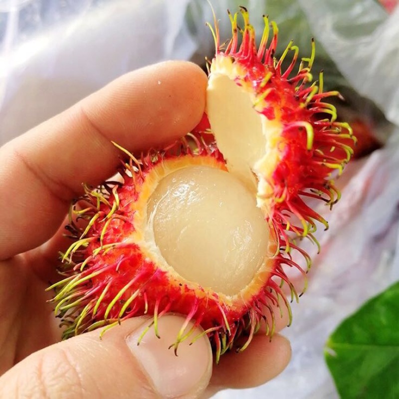 毛丹1.5cm以下