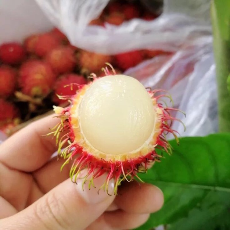 毛丹1.5cm以下