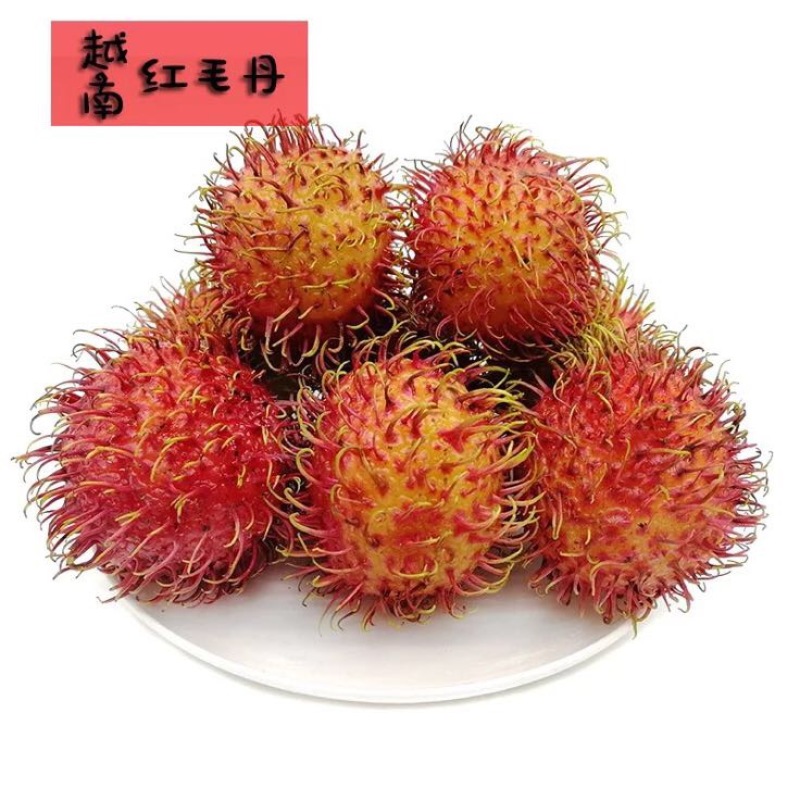 毛丹1.5cm以下