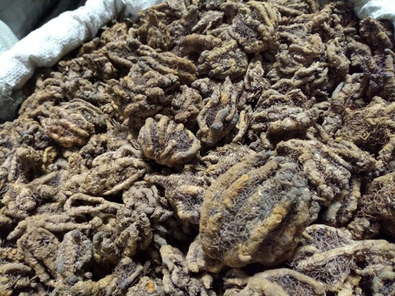 黄连各种规格四川干货新货无杂2斤起包邮