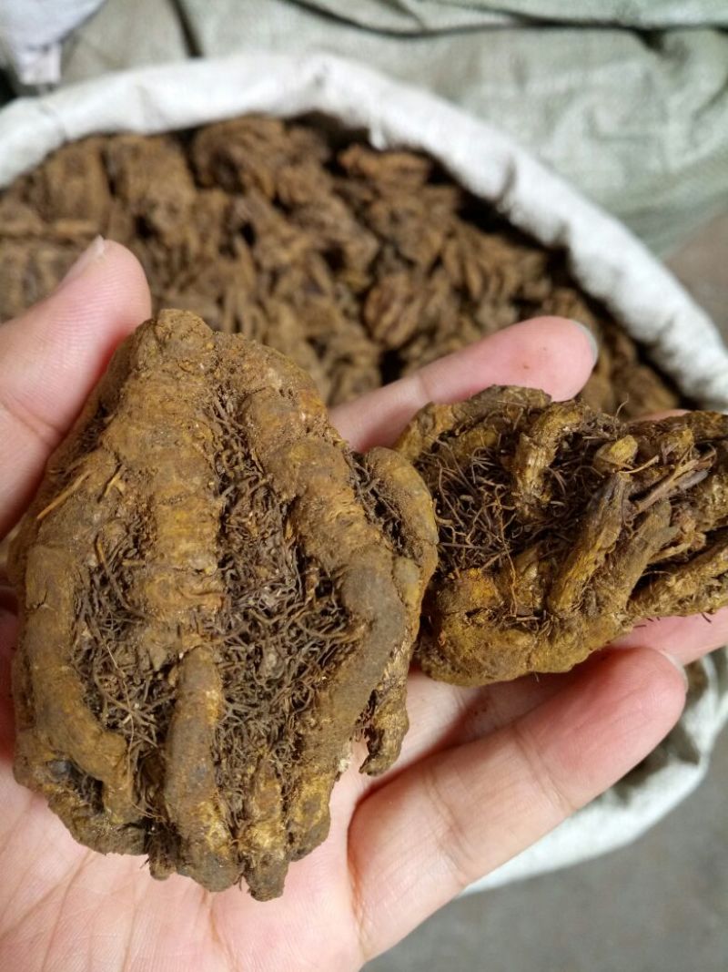 黄连各种规格四川干货新货无杂2斤起包邮