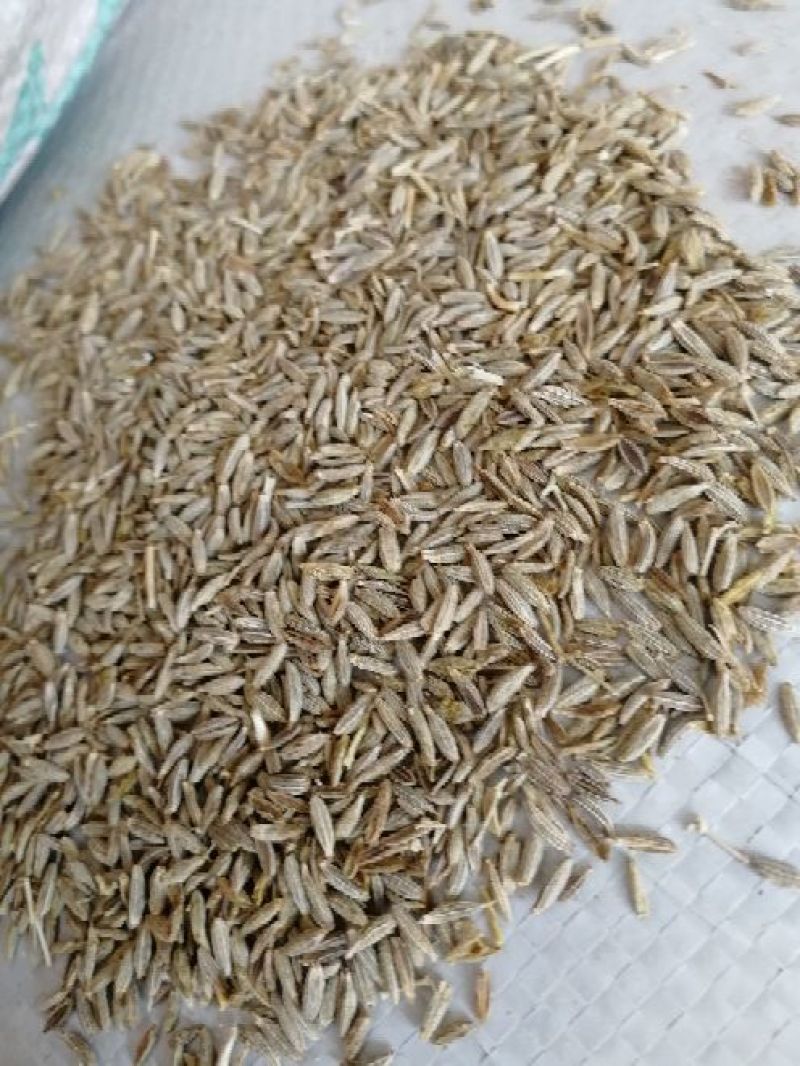 甘肃孜然