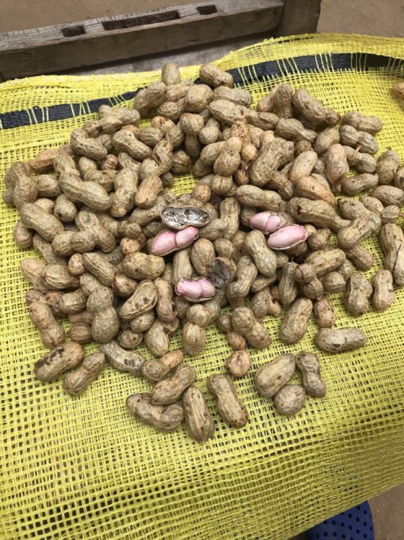 花育花生花育系列鲜货带壳花生大量上市可对接商超市场