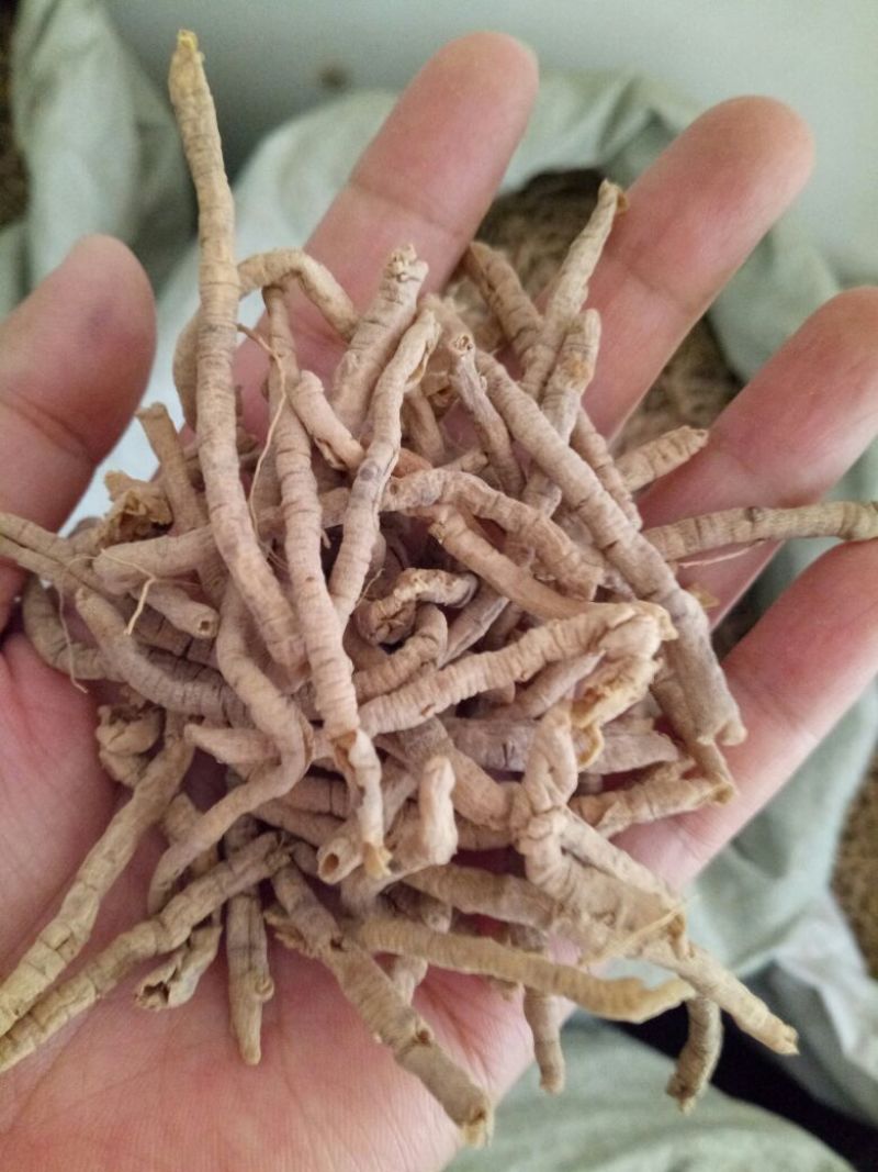 远志抽芯选货手选货干货2斤起包邮