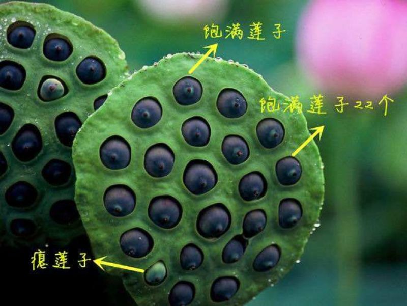 供应麻莲子