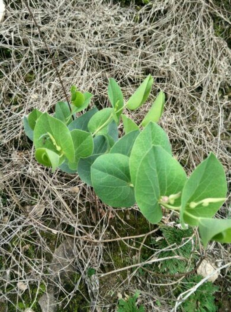 草果，精品山草果