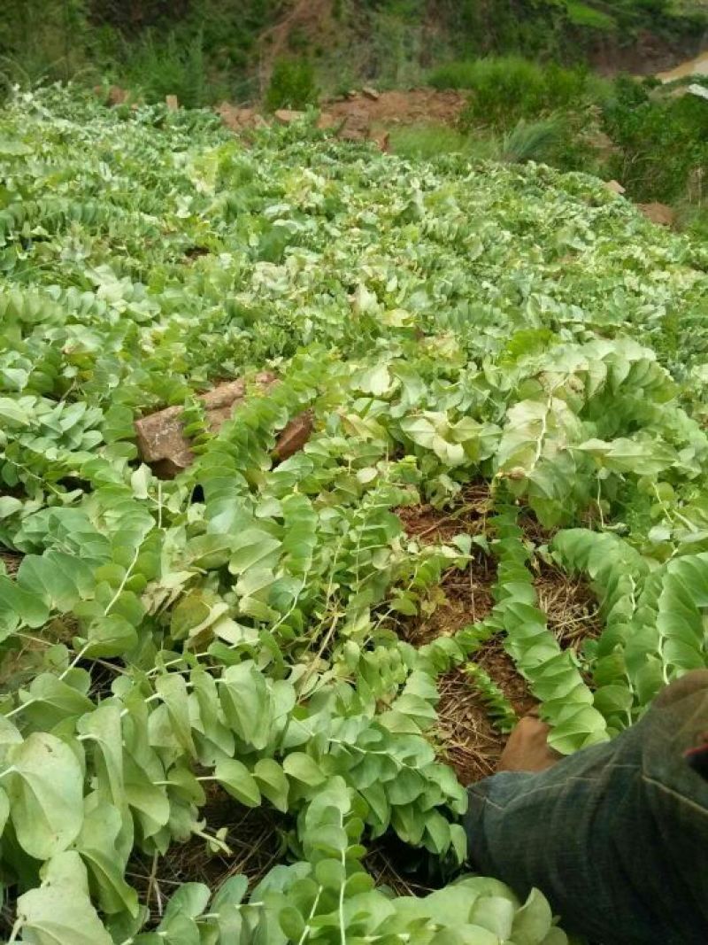 草果，精品山草果