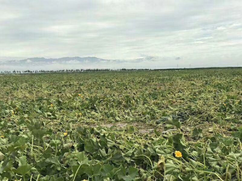 沙漠贝贝南瓜板栗南瓜10斤包邮