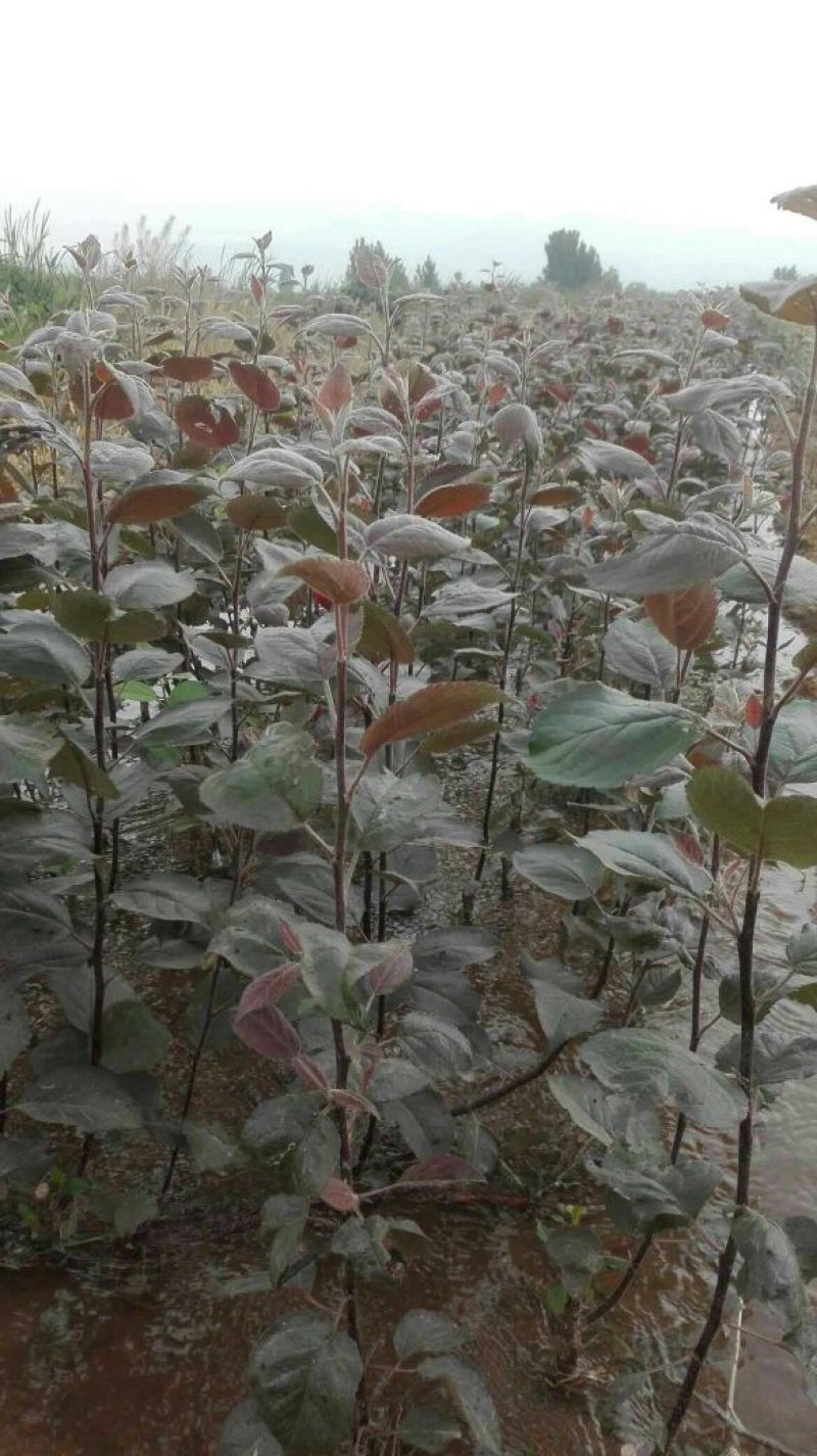 红富士苹果树苗新品种签约发货自育苗地头价包邮