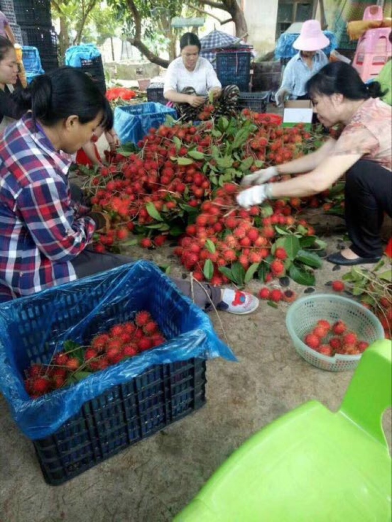 毛丹海南保亭7号红毛丹