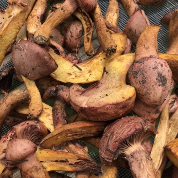 松树菌一级