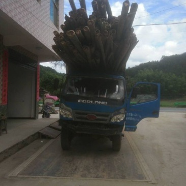 大量毛竹供应