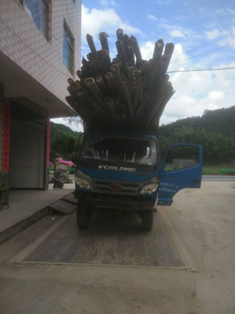 大量毛竹供应