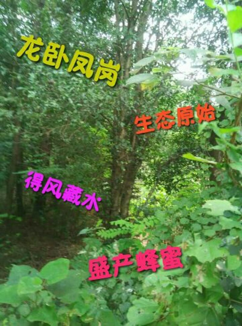 原生态土蜂蜜