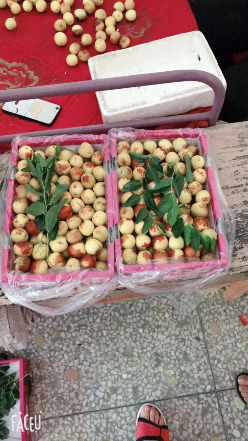 大荔冬枣批发大荔冬枣基地温室大棚冬枣产地价格电商批发